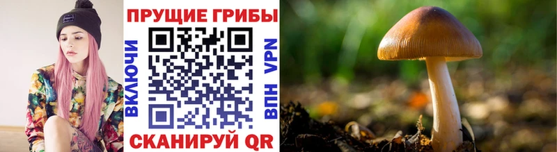 где можно купить наркотик Кашин Псилоцибиновые грибы ЛСД